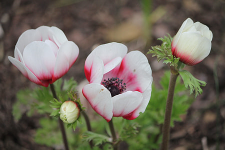 Flower Composition, Blossoms Sizes thumbnail