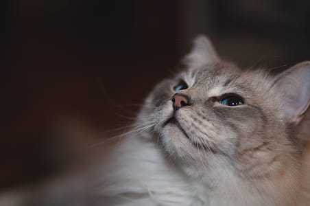 Grey Cat With Blue Eyes Photo thumbnail