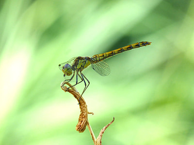 Yellow Dragonfly, Branch thumbnail