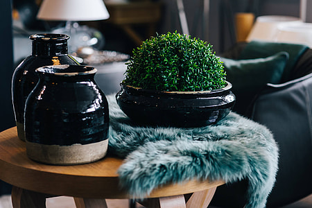Green plant with black pots and a soft cyan rug thumbnail