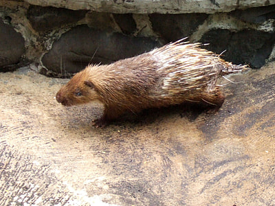Sunda Porcupine -- Hystrix javanica thumbnail