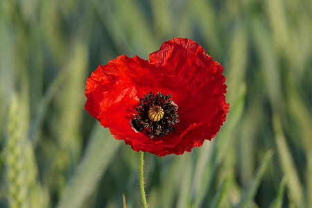 macro photography of red poppy flower thumbnail