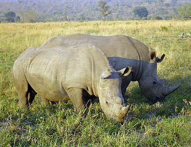 two gray rhinos thumbnail