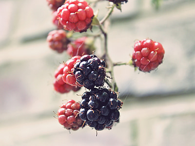 red and black fruits thumbnail