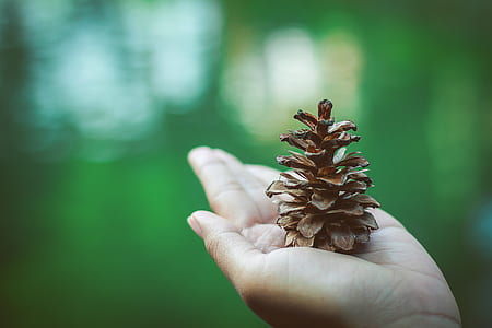 nature, hand, blur, flower thumbnail