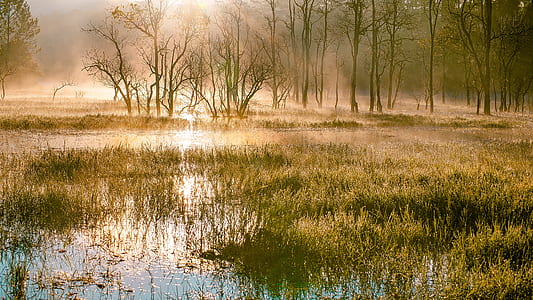 green trees thumbnail
