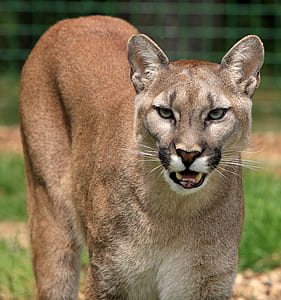 Mountain Lion thumbnail