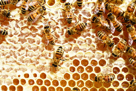 working bees on honeycomb thumbnail