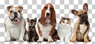 Pet sitting Dog Cat Beechwood Veterinary Clinic, Pet dogs and cats, fogs and cats illustration PNG clipart