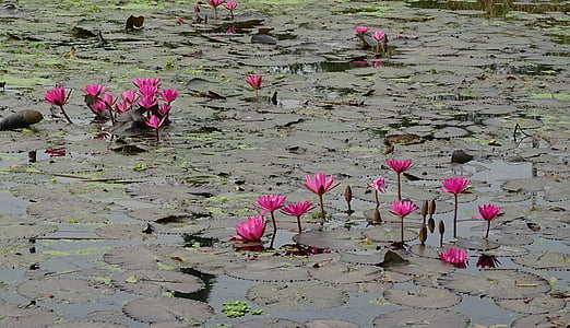 pink petaled flowers on body of water with lilypods thumbnail