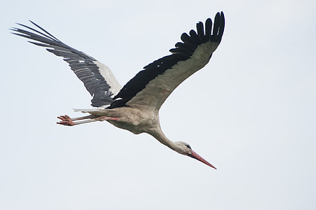 white stork flying during daytime thumbnail