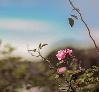 Pink Rose Flower in Selective Focus Photography thumbnail