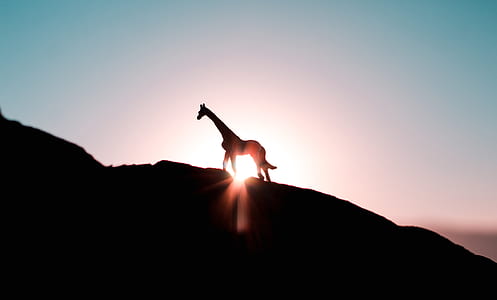 silhouette of giraffe on hill thumbnail