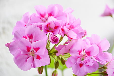 pink flowers thumbnail