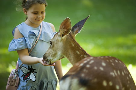 Kid Feeding Antelope thumbnail