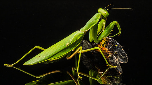 Praying Mantis, Fishing Locust thumbnail