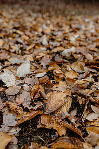 Autumn walk to the forest in foggy weather thumbnail