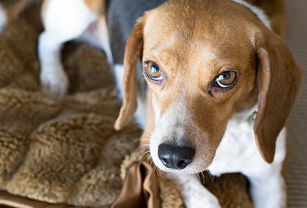 Brown, White, and Black Beagle thumbnail