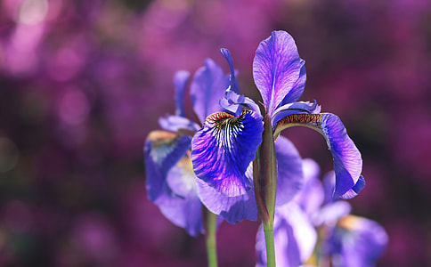 selective focus photography of purple petaled flowers thumbnail