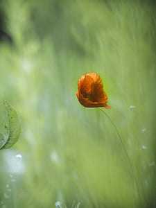 close up photography of orange poppy flower thumbnail