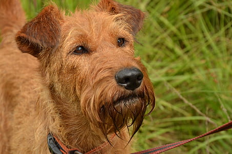 close-up photography lakeland terrier thumbnail