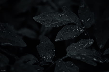 scale grey photo of leaves with water drops thumbnail