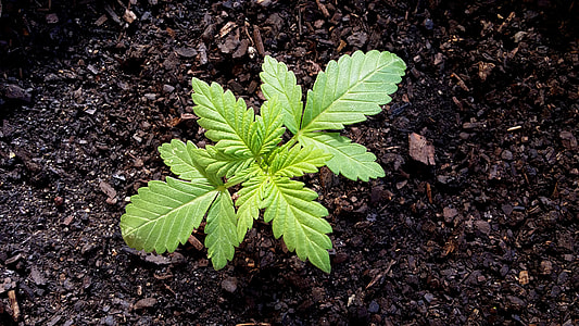 green leaf plant on soil thumbnail