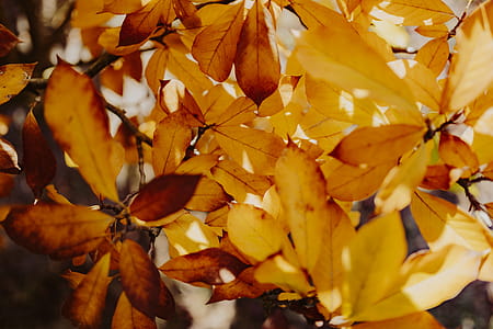 Yellow leaves of magnolia in autumn thumbnail