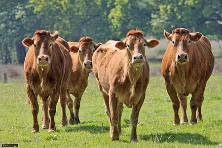 four brown cows on the grass thumbnail