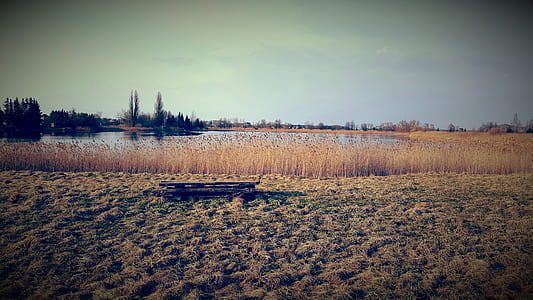 Brown Grass Field By The Lake thumbnail