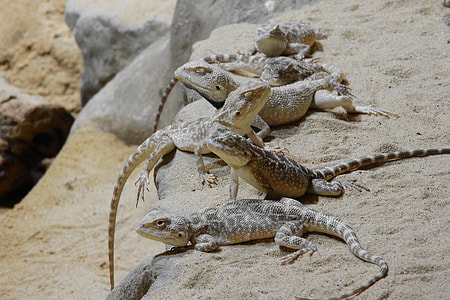 Agama Steppe, Trapelus Sanguinolentus thumbnail
