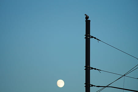 light, bird, construction, industry thumbnail