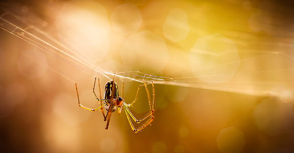 Macro Photography of Brown Spider on Web thumbnail