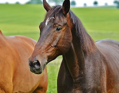 closeup photography of brown horse at daytime thumbnail