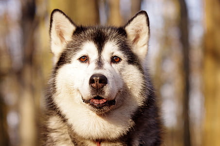 adult Alaskan malamute photo during daytime thumbnail