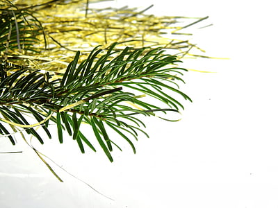 green leaf plant thumbnail
