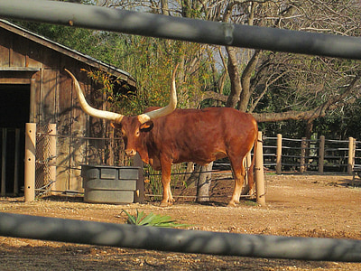 brown cattle near black bucket during daytime thumbnail