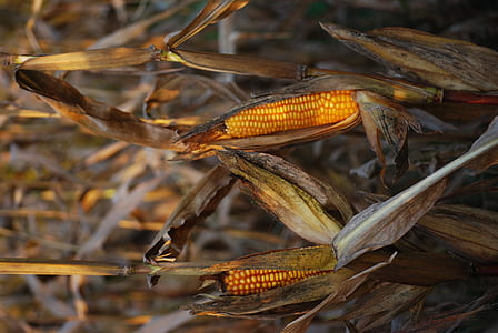 selective focus photo of corncob thumbnail