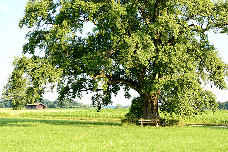 green leafed tree surrounded green grass field thumbnail