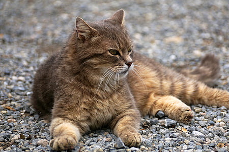 brown cat on top of pebbles thumbnail