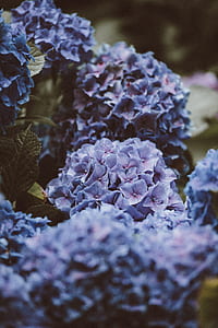shallow focus photography of purple flowers thumbnail
