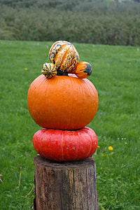 Pumpkins, Pumpkin Man thumbnail