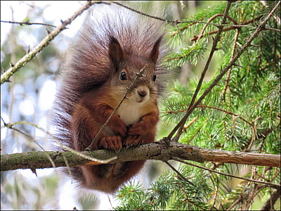 selective focus photography of squirrel on branch thumbnail