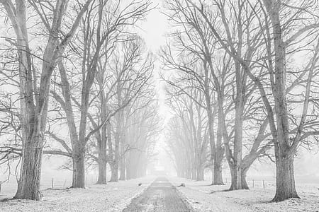 pathway between bare trees thumbnail