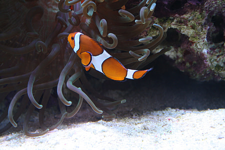 orange and white clown fish thumbnail