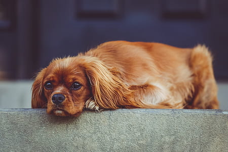 closeup photography of medium-coated red dog prone lying thumbnail