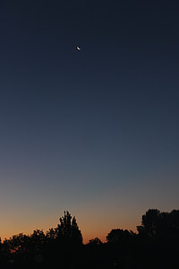 silhouette of trees thumbnail