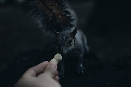 person reaching peanut on black squirrel thumbnail