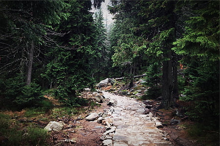 concrete pathway in middle of forest trees thumbnail