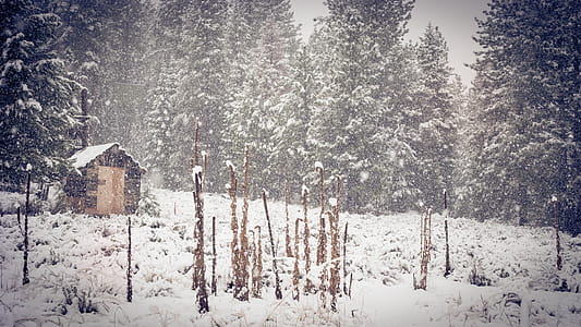 Brown Shed Near Green Pine Trees during Snow thumbnail